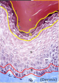 <p>The deepest layer of the epidermis, attached to the dermis.</p><p>Contains stem cells that constantly proliferate (many mitotic nuclei are seen).</p><p>Dynamic layer: Daughter cells move upward (distally) through the epidermis, differentiating as they go.</p><p>10-25% of the cells in this layer are melanocytes.</p>