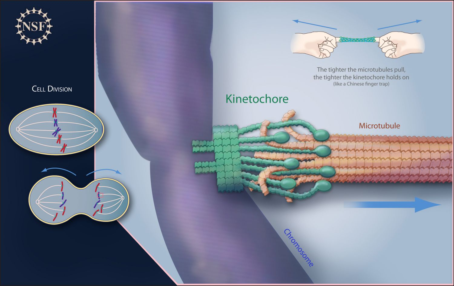 <p>-Locks sister chromatids together</p><p>-Attachment site for chromosomes to the mitotic spindle via a protein structure called the kinetochore</p>