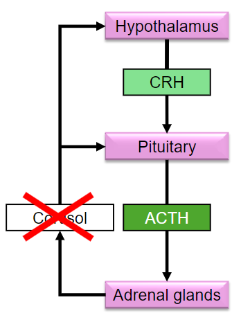 <p>Stimulates the pituitary gland to secrete adrenocorticotropic hormone (ACTH).</p>