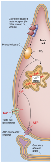 <p>Umami tastants bind to a dimer receptor formed from T1R1 and T1R3, which is coupled to the G-protein Gq.</p><p>The same signal transduction mechanism as bitterness and sweetness occurs.</p><p>It shares the T1R3 protein with sweetness, with the T1R subunit determining specificity to umami.</p>