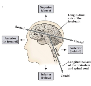 <p><strong>Anterior:</strong> Front of the brain.</p><p><strong>Posterior:</strong> Behind the brain.</p>