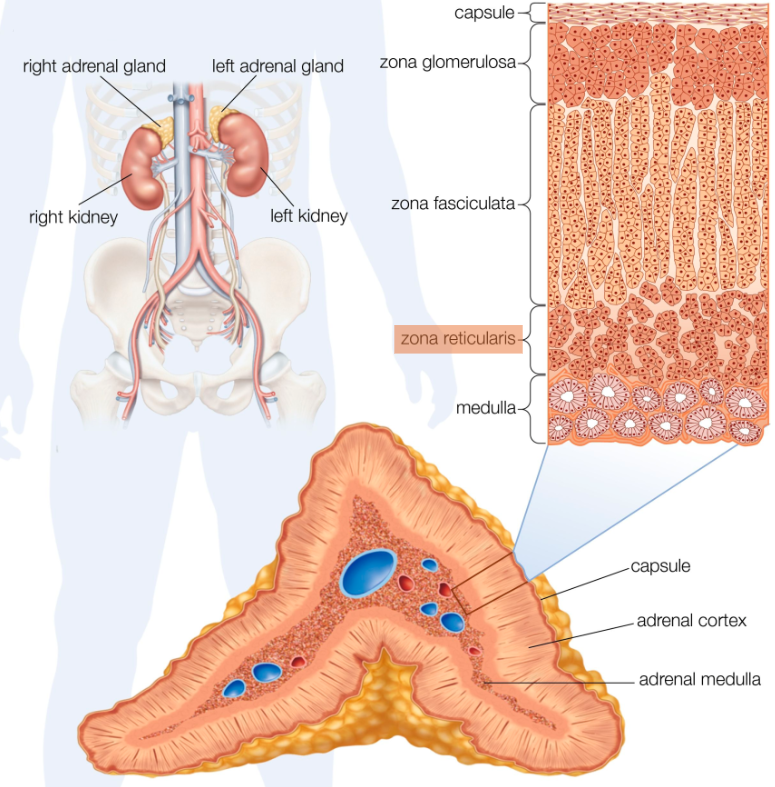 <p><strong>Definition</strong>: A marked change in adrenal secretion resulting from the remodeling of the adrenal glands from childhood.</p>