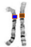 <p>Homologous Chromosomes</p><p>- highly similar in length and centromere position. </p><p>- have genes for the same trait in the same location (locus) but they may be different versions of that genetic trait (alleles). they're equivalent, not identical</p>