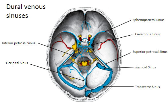 <p><strong>Sphenoparietal Sinus</strong></p><p><strong>Cavernous Sinus</strong></p><p><strong>Inferior Petrosal Sinus</strong></p><p><strong>Superior Petrosal Sinus</strong></p><p><strong>Occipital Sinus</strong></p><p><strong>Sigmoid Sinus</strong></p><p><strong>Transverse Sinus</strong></p>