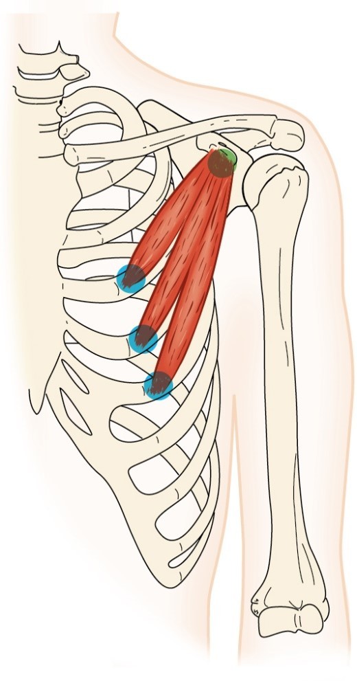 <p>pectoralis minor</p>