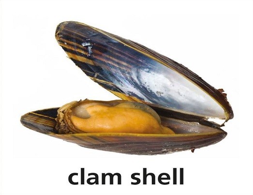 <p>clam shell</p>
