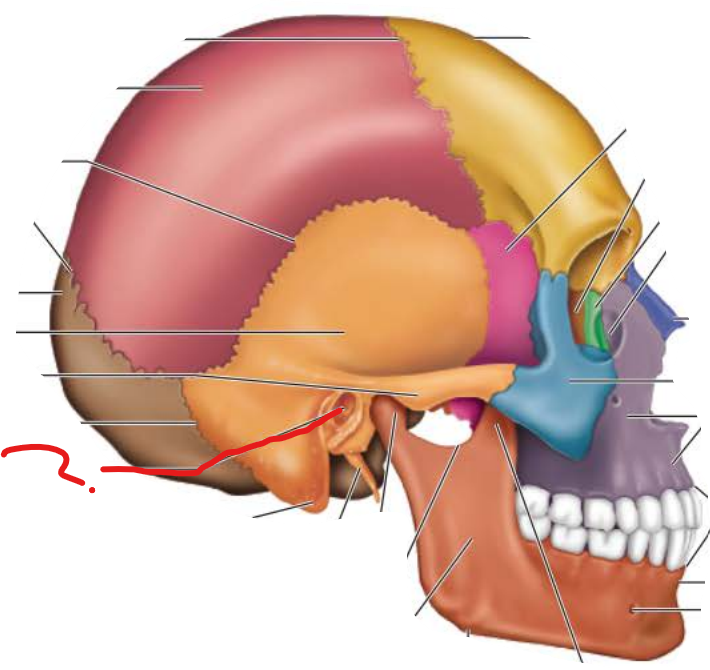 <p>External Auditory Meatus</p>