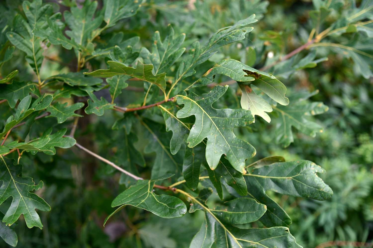 <p><em>Quercus alba</em></p><p>Simple/Alternate</p>