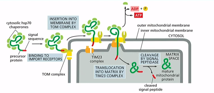 <p>Cytosolic chaperone proteins with protein that has signal sequence(N-terminal amphipathic a-helix) bind to import receptors of TOM and TIM23 complexes. Signal sequence is then cleaved</p>