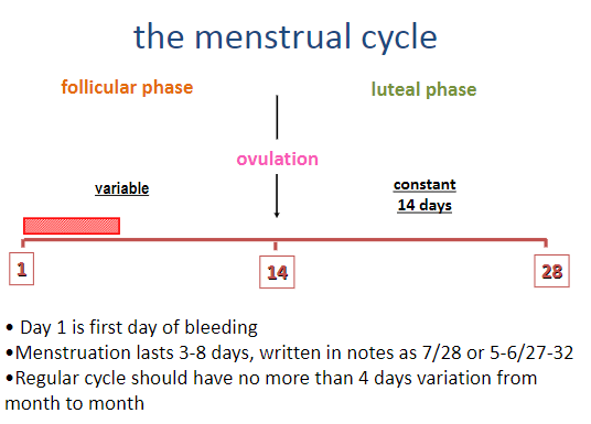 <p>Day 1 is the first day of bleeding.</p><p>Menstruation lasts 3–8 days.</p><p>Written in notes as 7/28 or 5–6/27–32.</p>