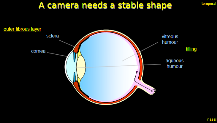 <p><strong>Sclera:</strong> The tough outer fibrous layer that maintains the shape of the eye.</p><p><strong>Cornea:</strong> Part of the outer fibrous layer that contributes to the rigidity and optical properties.</p><p><strong>Aqueous humor:</strong> A clear fluid in the anterior chamber that helps maintain intraocular pressure.</p><p><strong>Vitreous humor:</strong> A gel-like substance that fills the eye’s interior, supporting its shape.</p>