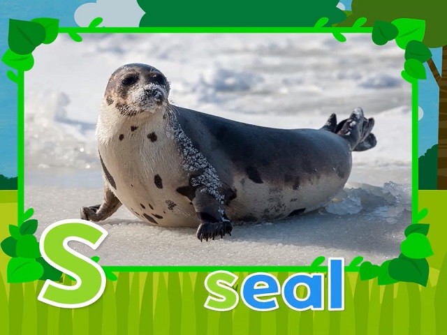 <p>seal</p>
