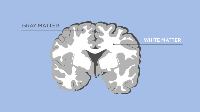 <p>What are the layers of the cerebrum? (3)</p>