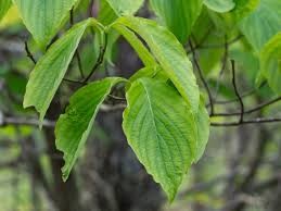 <p><em>Cornus florida</em></p><p>Simple/Alternate</p>