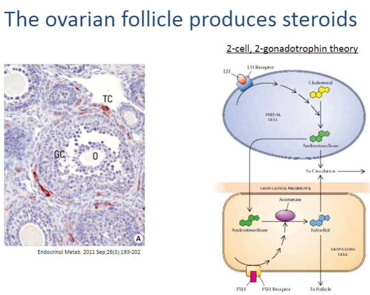 <p>The ovarian follicle produces steroids through the <strong>theca cells</strong> and <strong>granulosa cells</strong>, working together in a two-step process:</p><p><strong>Theca cells</strong> convert <strong>cholesterol</strong> into <strong>androstenedione</strong>, a precursor steroid.</p><p><strong>Granulosa cells</strong> convert <strong>androstenedione</strong> into <strong>estrogen</strong> (estradiol), with the help of the enzyme <strong>aromatase</strong>.</p>