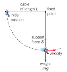 The maximum speed occurs when the swing passes through the lowest point

1/2 x mv^2 = mgh
v^2 = 2gh

The centripetal force is the difference in the support force and weight

S - mg = mv^2 / L