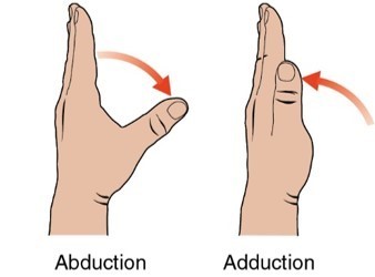 <p>Planes of motion for CMC: abduction/adduction (palmar)</p>