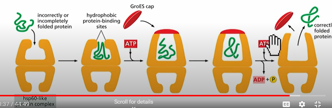 <p>After they emerge from the ribosomes, but some need help from chaperone proteins called heat-shock proteins(Hsp). Named this way because MORE are made at high temperatures. Hsp70 and Hsp60 assist in protein folding by interacting with hydrophobic residue in misfolded proteins and use ATP hydrolysis.</p>