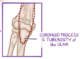 <p>Coronoid process and tuberosity of ulna</p>