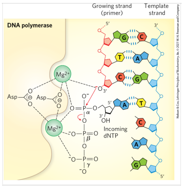 <p>The catalytic mechanism for addition of a new nucleotide involved two Mg2+ ions coordinated to the phosphate groups of the incoming nucleotide triphosphate, the hyhroxyl group acts as a nucleophile, and 3 Asp residues. The Mg+ at the top facilitates the attack of the hydroxyl group of the primer on the phosphate of the nucleotide triphosphate; the other Mg2+ ion facilitates displacement of the pyrophosphate, both ions stabilizing the structure of the pentacovalent transition state. RNA polymerase uses a similar mechanism. </p>