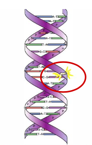 <p>The <span class="tt-bg-yellow">ionization of a DNA macromolecule</span> resulting in a break of one of its chemical bonds</p>