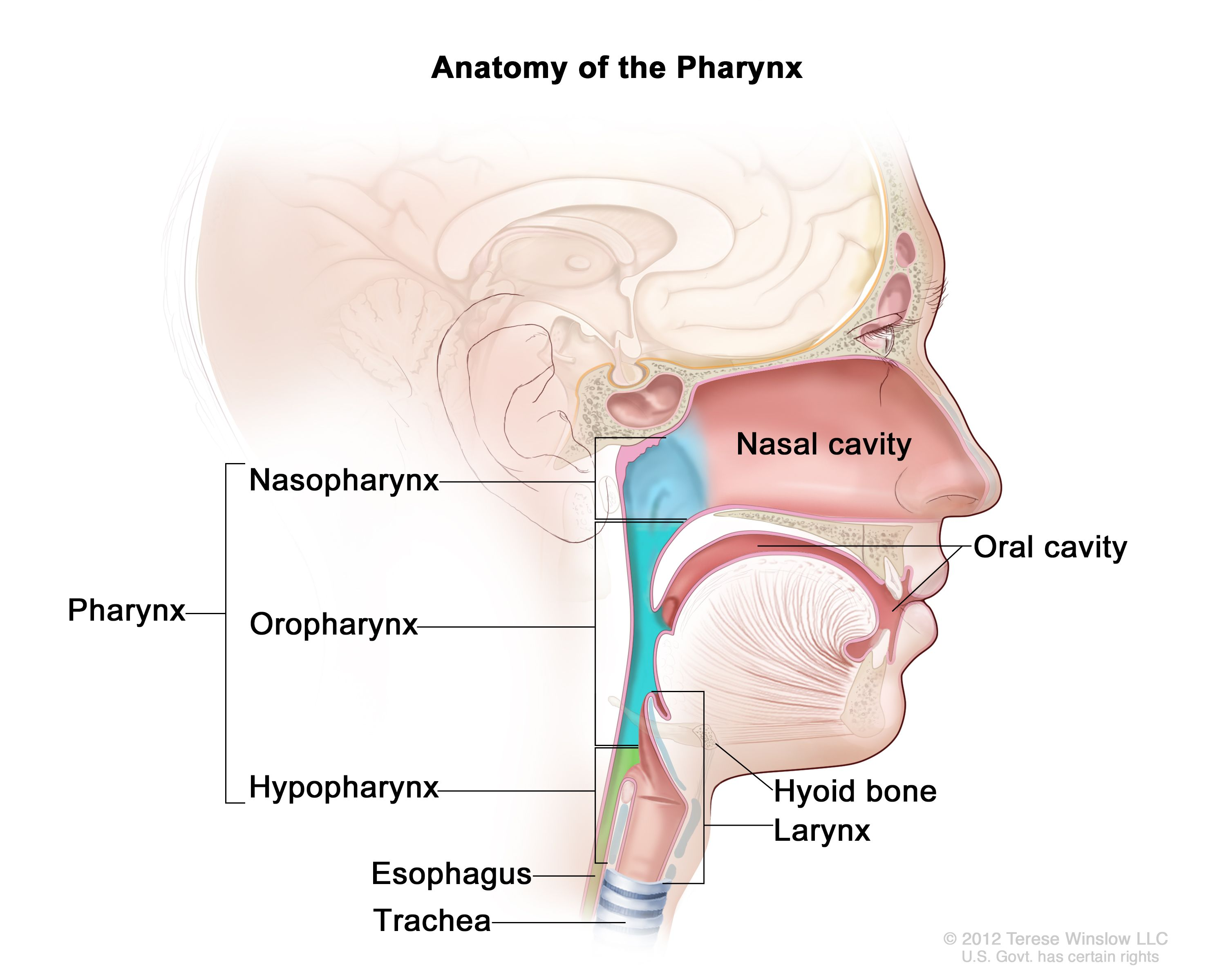 <p>Posterior to the oral cavity; superior border of the epiglottis</p>