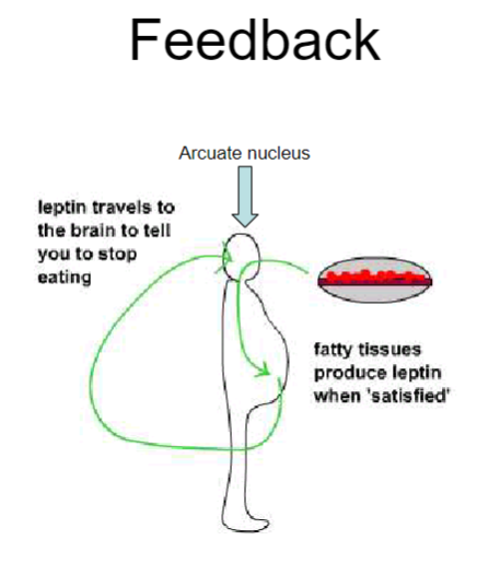 <p>Leptin is produced by fatty tissues when energy stores are 'satisfied' (i.e., when fat stores are high).</p><p>It travels to the <strong>arcuate nucleus</strong> in the brain, which is involved in regulating hunger and energy balance.</p><p>When leptin levels are high, the arcuate nucleus signals the brain to reduce hunger and stop eating.</p><p>This feedback loop helps maintain stable body weight by preventing overeating when fat stores are sufficient.</p>