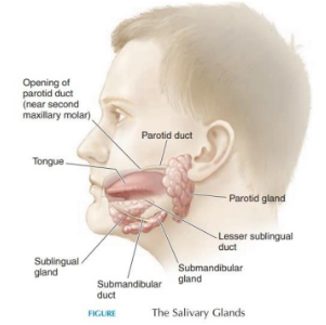 <p>-Teeth</p><p>-Tongue</p><p>-Salivary glands</p>