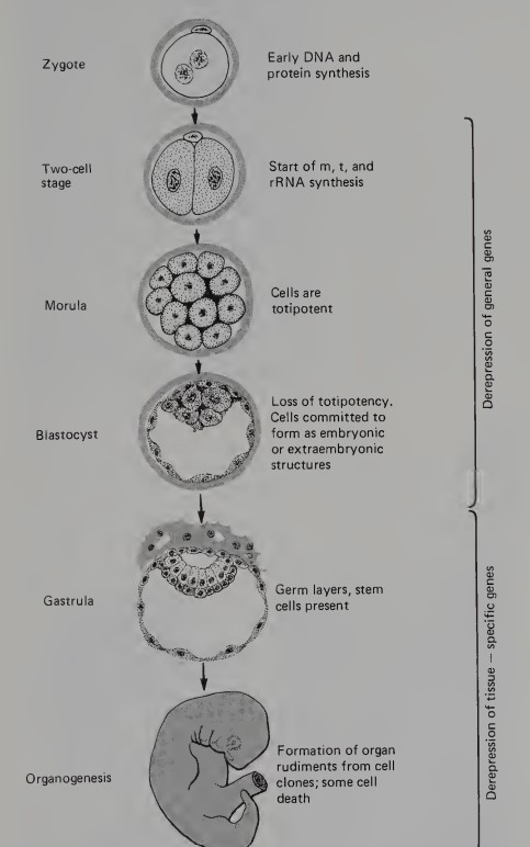 <p>zygote -&gt; two-cell stage -&gt; morula -&gt; blastocyst -&gt; gastrula -&gt; organogenesis</p>