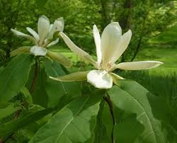 <p><em>Magnolia fraseri</em></p><p><em>simple/alternate</em></p>