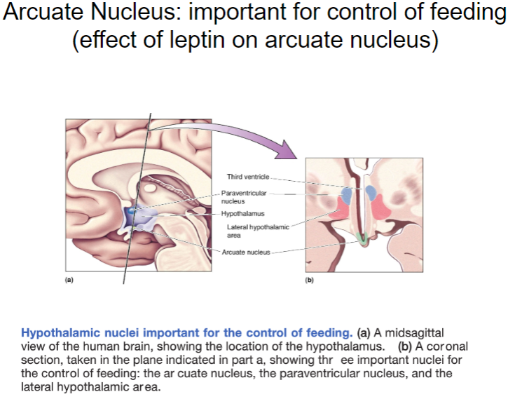 <p>The <strong>arcuate nucleus</strong> in the hypothalamus plays a crucial role in regulating <strong>food intake</strong> and energy balance.</p><p><strong>Leptin</strong>, produced by fat cells, acts on the arcuate nucleus to <strong>decrease hunger</strong> and <strong>reduce food intake</strong> when fat stores are sufficient.</p><p>Leptin signals the arcuate nucleus to activate neurons that promote satiety and suppress hunger.</p><p>This regulation helps maintain body weight and energy homeostasis by coordinating feeding behavior in response to leptin levels.</p>