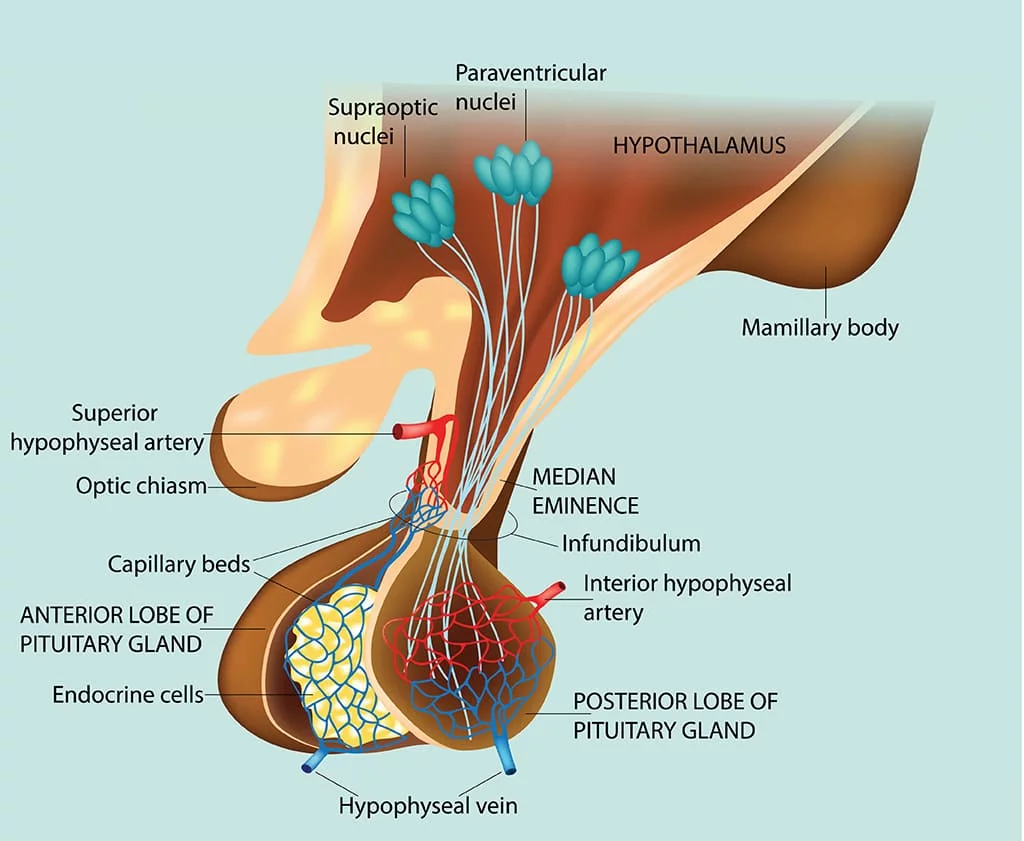 <p>-Long and short pituitary arteries</p><p>-Hypophyseal portal circulation, which begins as a capillary plexus around the Arc.</p>