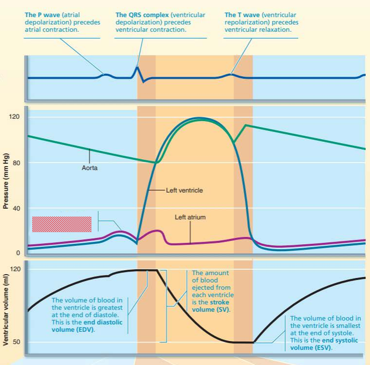 <p>this represents a rise in ___________ caused by ______ ____________</p>