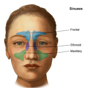 <p>-Frontal Sinus</p><p>-Maxillary Sinus</p><p></p><p>Produce mucus, lighten skull, resonate sound</p>