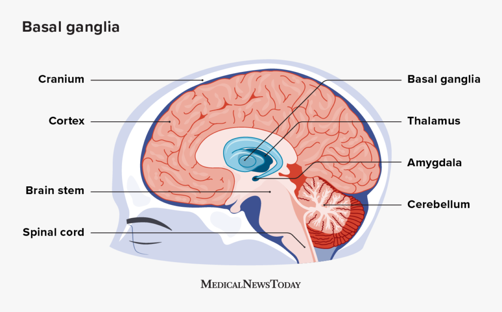 <p>Inputs from multiple cortical and brainstem regions</p><p>Outputs to selected parts of these same areas</p>