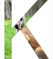 <p>kangaroo</p>