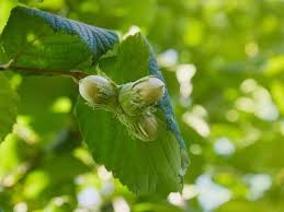 <p><em>Corylus americana</em></p><p><em>simple/alternate</em></p>