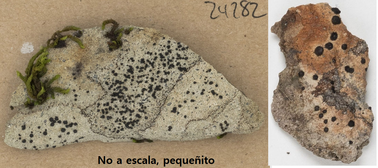 <p><strong>Clave:</strong> Liquen saxícola de talo crustáceo gris claro que puede tener o no partes del centro naranjas. Apotecios lecanorinos negros. Los colores no cambian mucho en seco, solo pierden un poco de intensidad.</p>