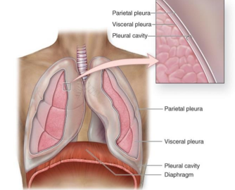 <p>-Lungs are lined w/ <span class="tt-bg-yellow">visceral pleura</span></p><p>-Cavity is lined w/ <span class="tt-bg-yellow">parietal pleura</span></p><p>-There is high surface tension between the visceral and parietal pleura which<u> enables the lungs to expand</u></p>