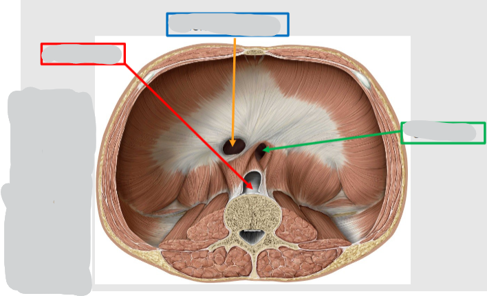 <p>Name these openings in the diaphragm:</p>