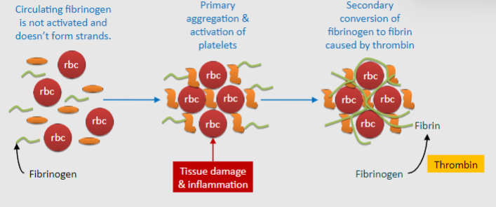 <p>♡ The clotting cascade aims to generate a large amount of thrombin</p><p>♡ Thrombin is essential for converting fibrinogen into fibrin, which forms strands crucial for clot formation</p>