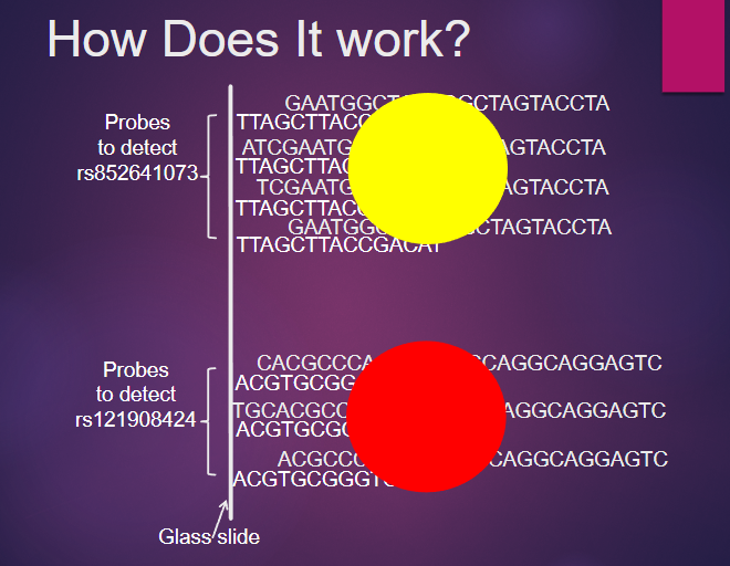 <p>SNP microarrays consist of a grid of spots, each containing probes specific to a particular SNP.</p><p>When genomic DNA is applied to the microarray, it hybridizes with the complementary probe at each spot.</p><p>The hybridized DNA is then extended by one fluorescently labeled base, allowing detection via a high-definition scanner, which identifies the presence or absence of specific SNPs based on the fluorescence signals.</p>