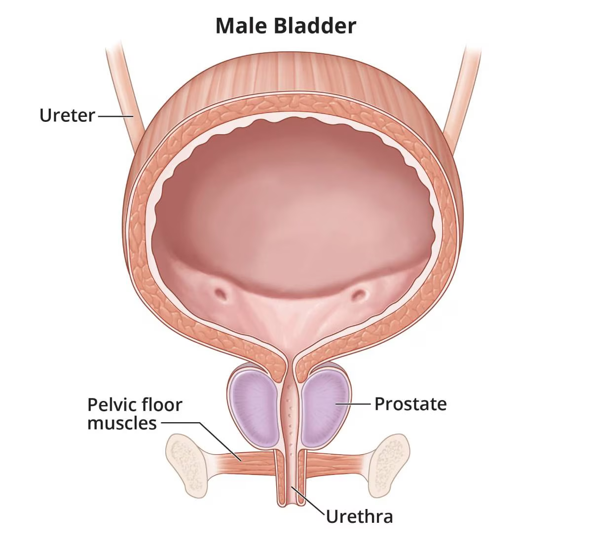 <p>✶The bladder is contained in the floor of the abdominal cavity.</p><p>✶By contracting abdominal muscles, the increased intra-abdominal pressure is transmitted to the bladder and urethra.</p><p>✶Reflex contraction of peri-urethral striated muscles also helps compress the urethra, aiding the micturition reflex.</p>