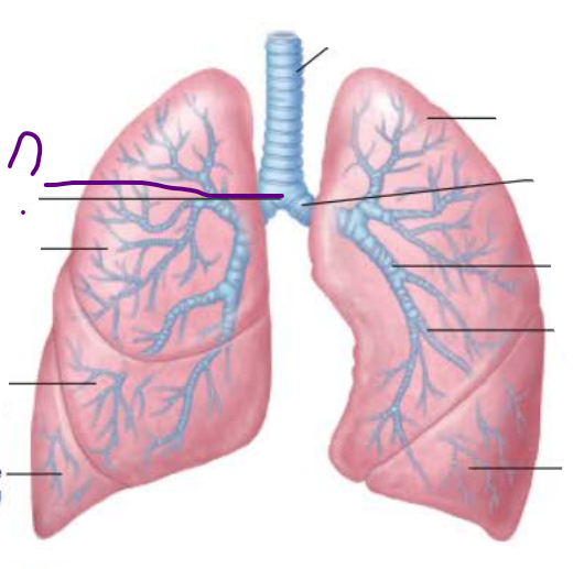 <p>In the Trachea, the _______ contains ________ ________ that triggers __________ when _______ _______come in contact</p>