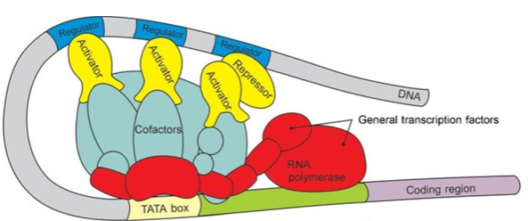 <p>RNA Polymerase II recognizes promoters efficiently with the assistance of many other transcription factors.</p><p>This collaboration ensures precise initiation of transcription.</p>