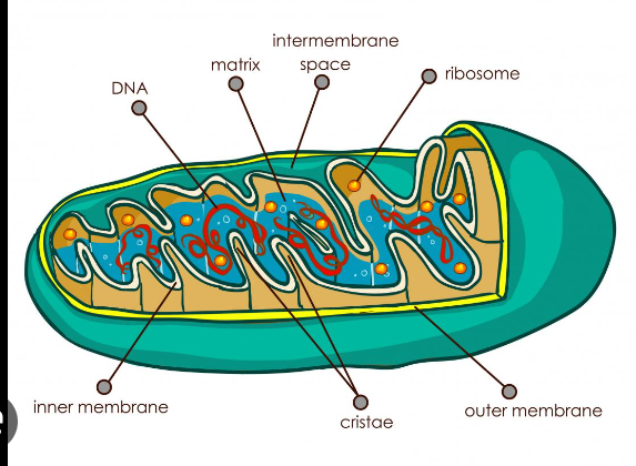 <p>site of ATP synthesis contains folds of cristae that increase surface area to maximize ATP synthesis </p>