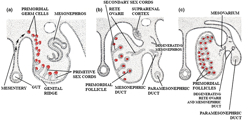 <p>They migrate to the region of the developing kidney (mesonephros) and on to the genital ridge, with migration completed by 6 weeks.</p>