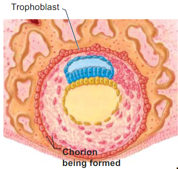 <p>- derived from trophoblast cells </p><p>- surrounds all embryonic membranes </p><p>- projections of the chorion are chorionic villi (another flashcard)</p>