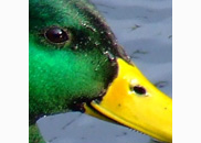 <p>duck</p>