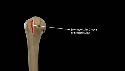 <p>long, narrow channel containing a tendon, nerve or blood vessel.</p><p>ex: bicipital groove of humerus</p>